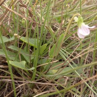 Viola betonicifolia Sm.